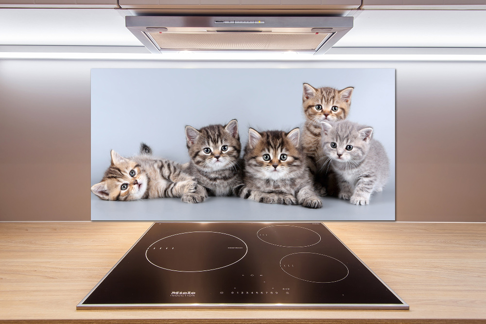 Kitchen splashback Five cats