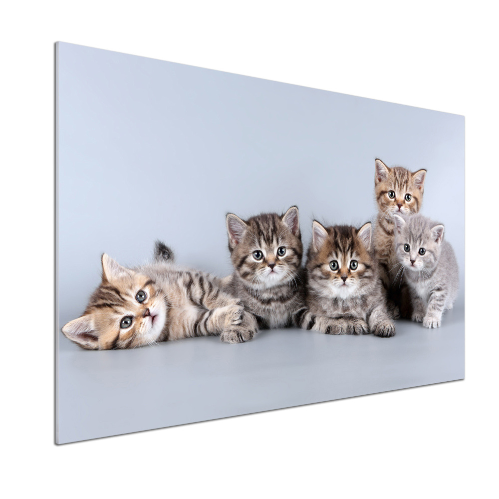 Kitchen splashback Five cats