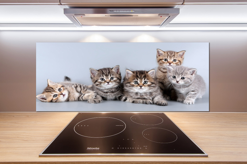 Kitchen splashback Five cats