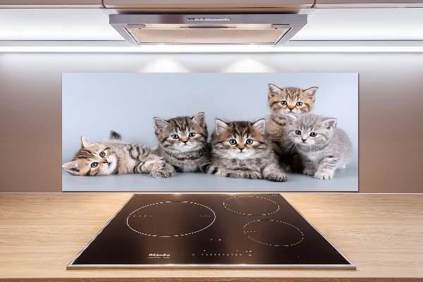 Kitchen splashback Five cats