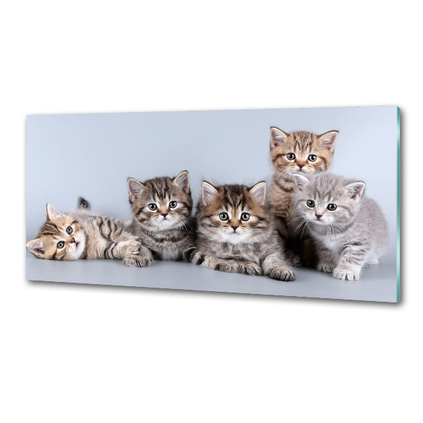 Kitchen splashback Five cats