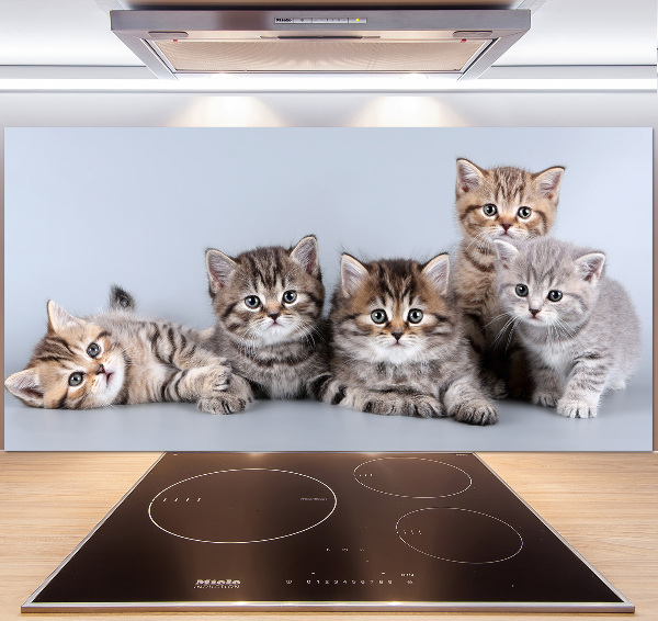 Kitchen splashback Five cats