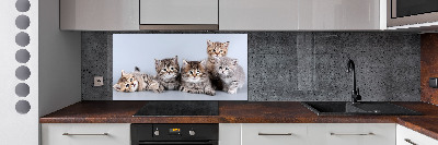 Kitchen splashback Five cats