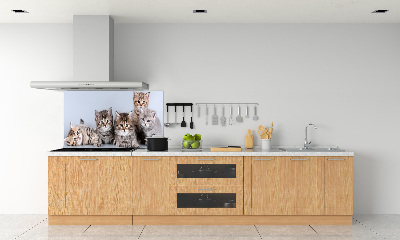 Kitchen splashback Five cats