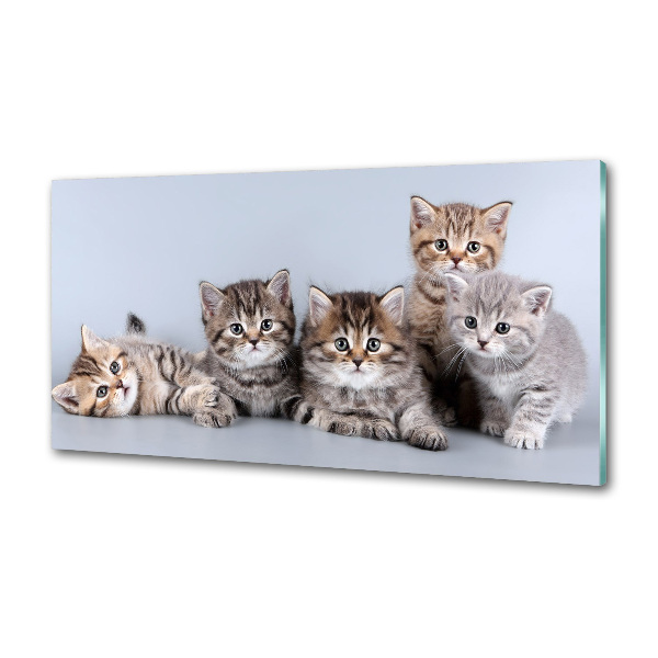 Kitchen splashback Five cats