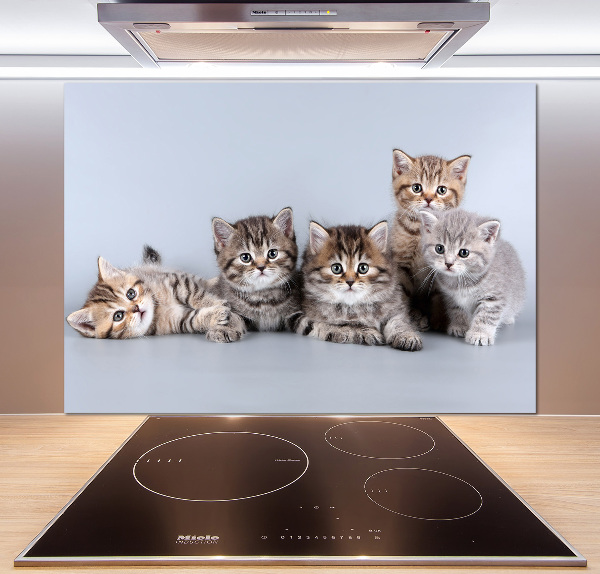 Kitchen splashback Five cats