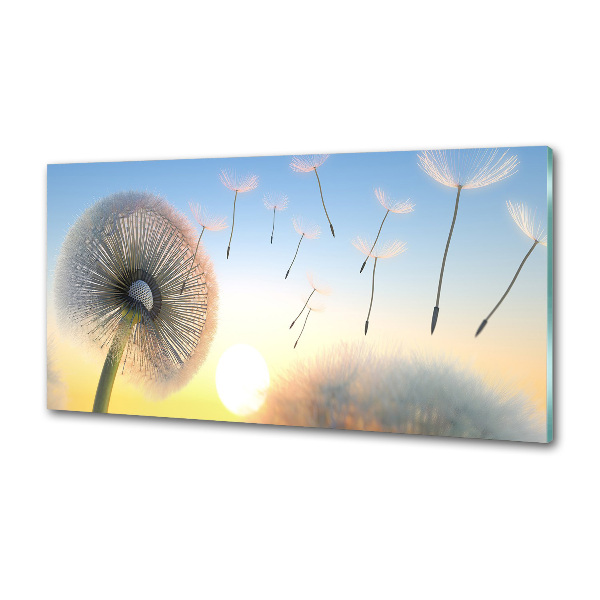 Cooker splashback Dandelion