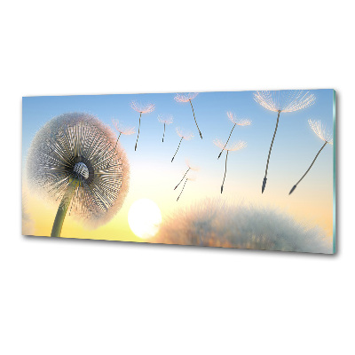 Cooker splashback Dandelion