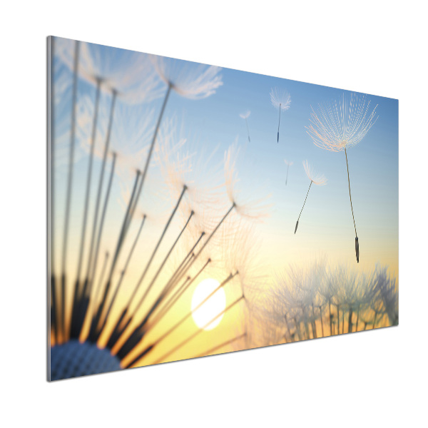 Cooker splashback Dandelion seeds