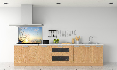 Cooker splashback Dandelion seeds