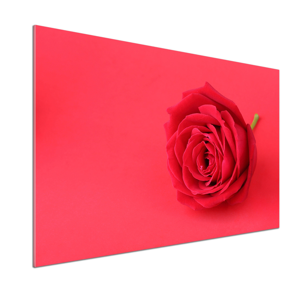 Cooker splashback Red rose