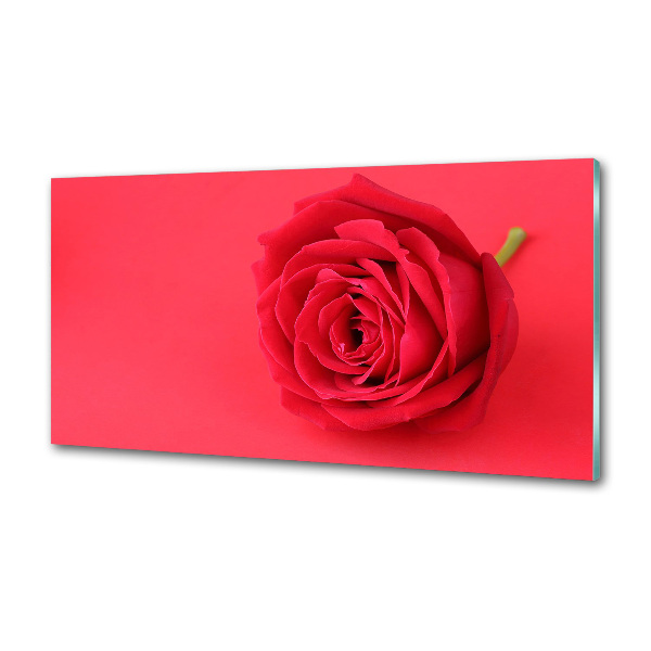 Cooker splashback Red rose