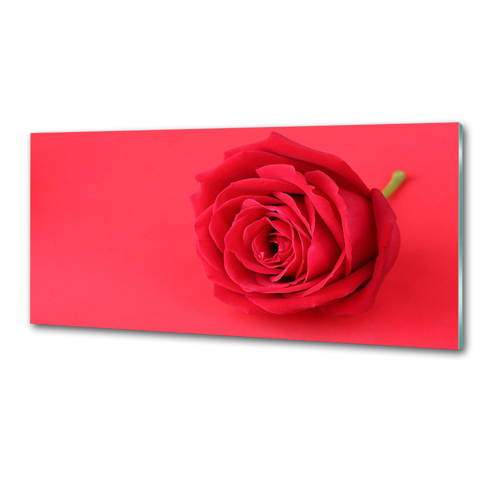 Cooker splashback Red rose