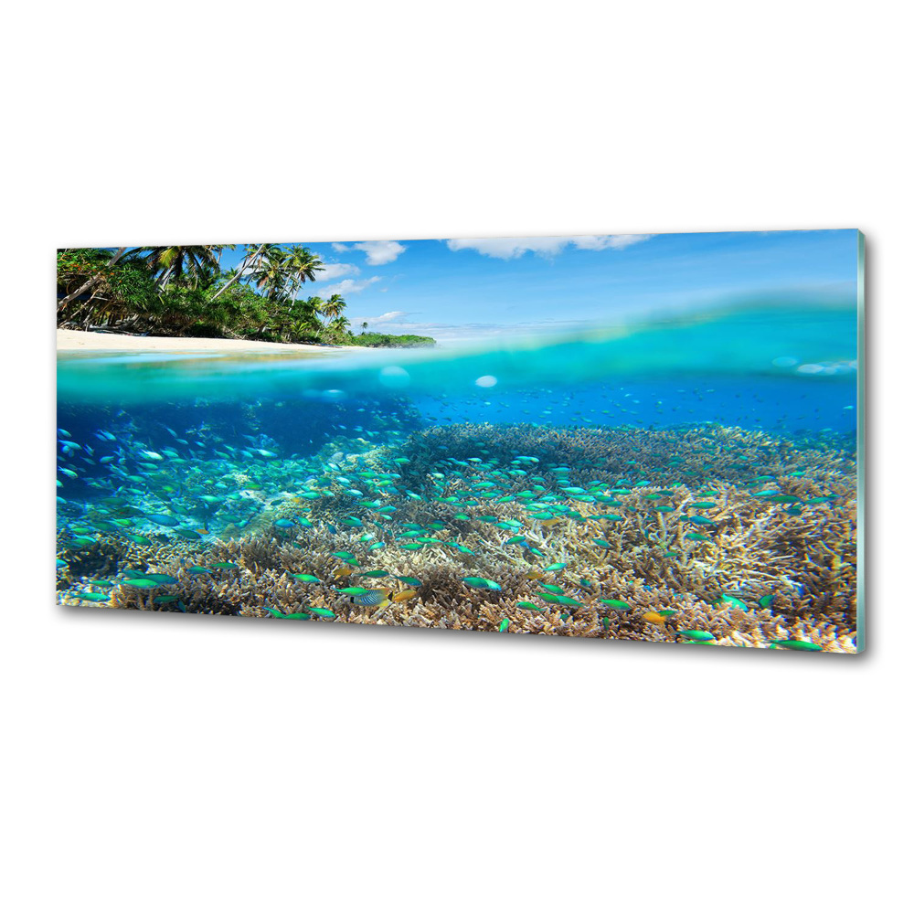 Cooker splashback Coral reef