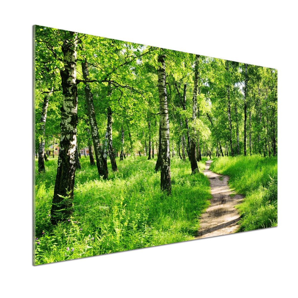 Cooker splashback Birch forest