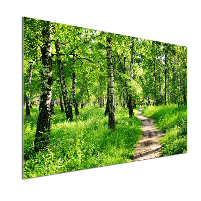 Cooker splashback Birch forest