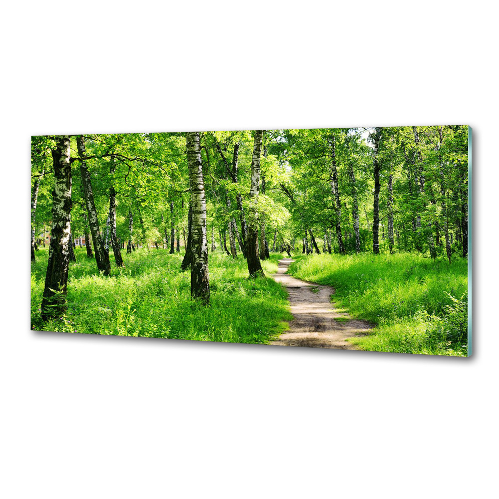 Cooker splashback Birch forest