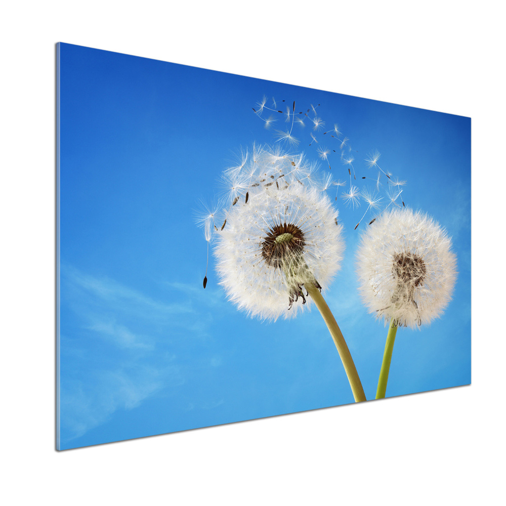 Kitchen splashback dandelions