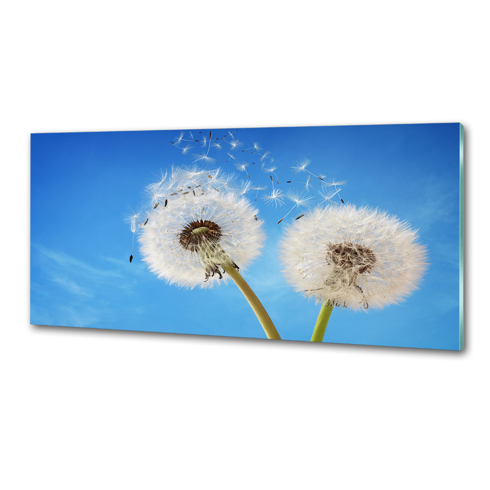 Kitchen splashback dandelions