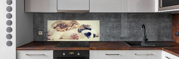 Kitchen splashback Two cats and a dog