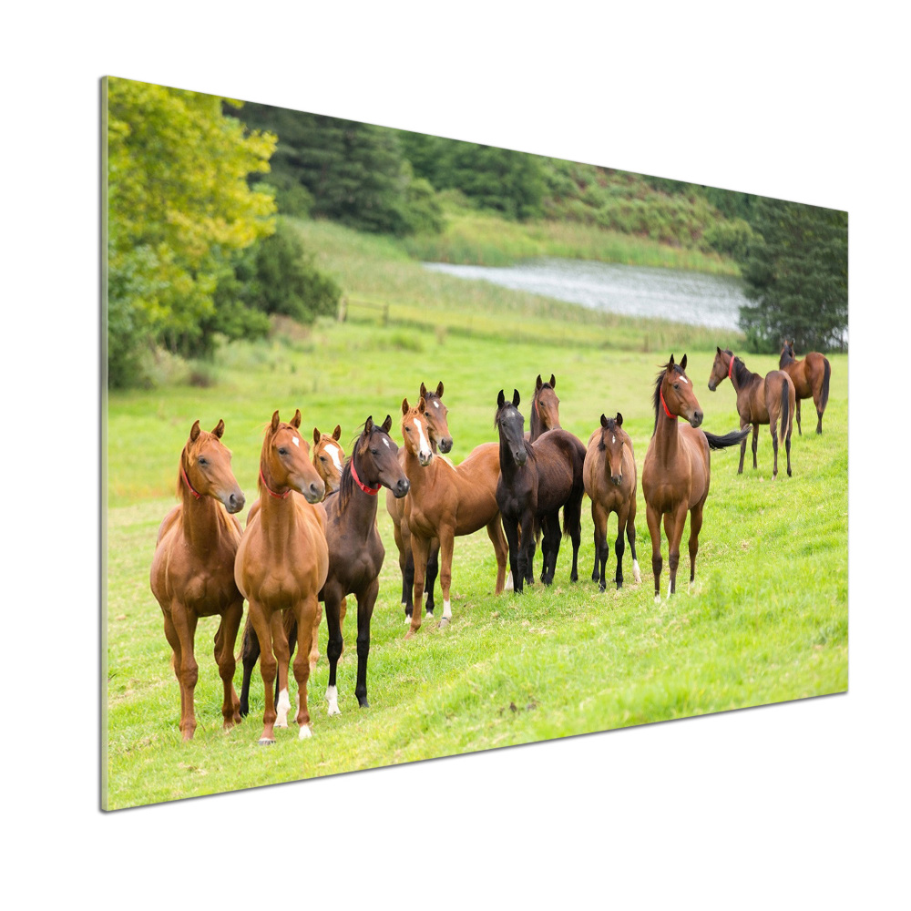 Glass splashback A herd of horses in the meadow