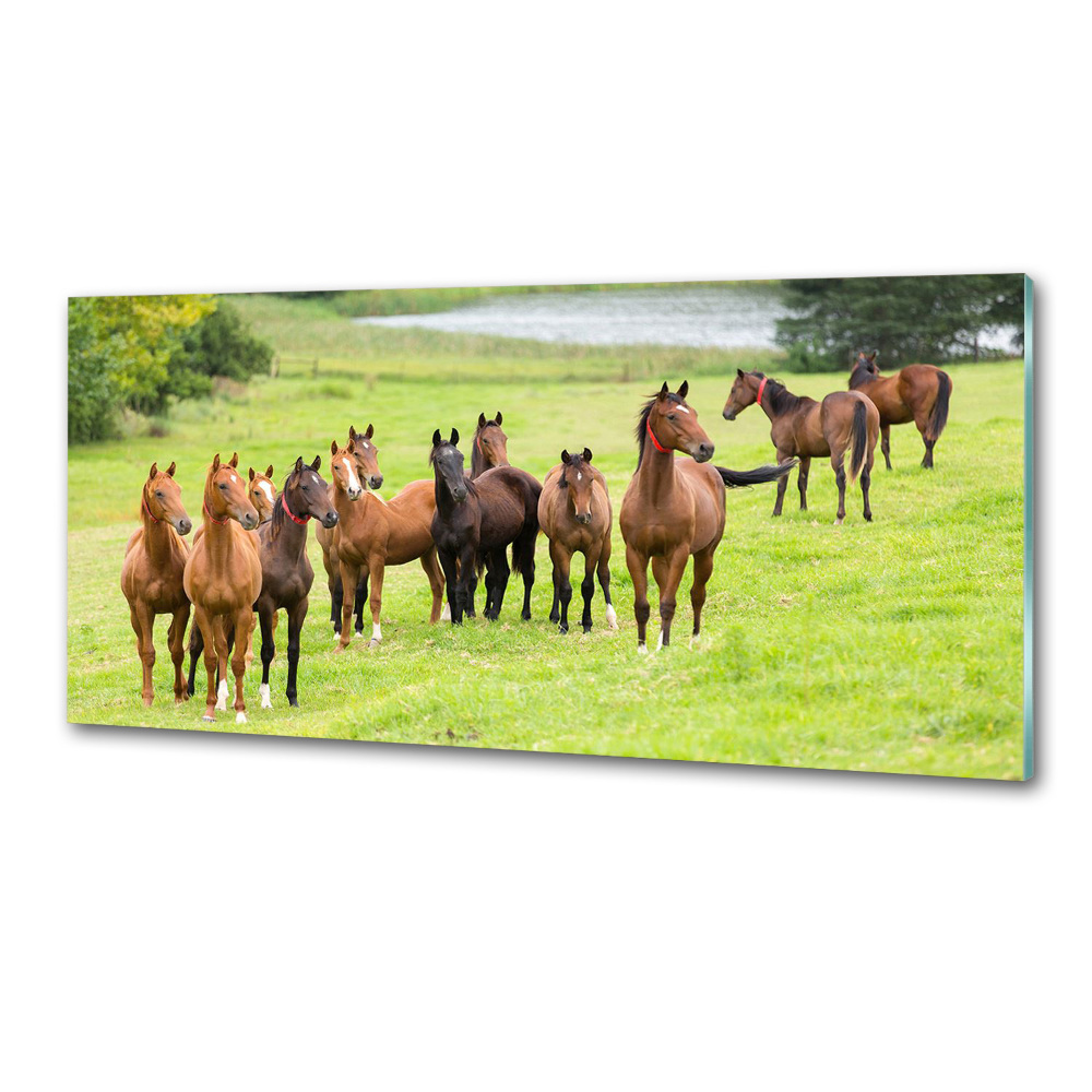 Glass splashback A herd of horses in the meadow