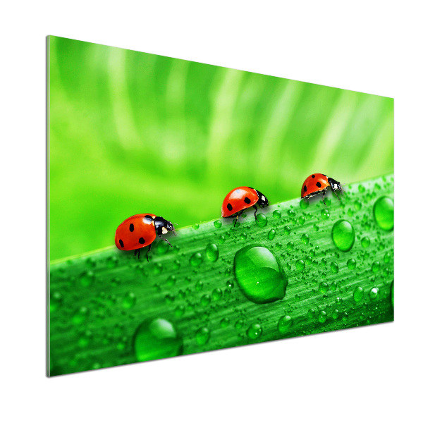 Cooker splashback Ladybugs on the grass