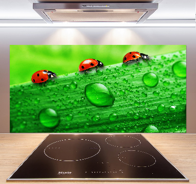 Cooker splashback Ladybugs on the grass