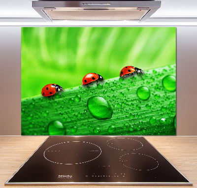 Cooker splashback Ladybugs on the grass