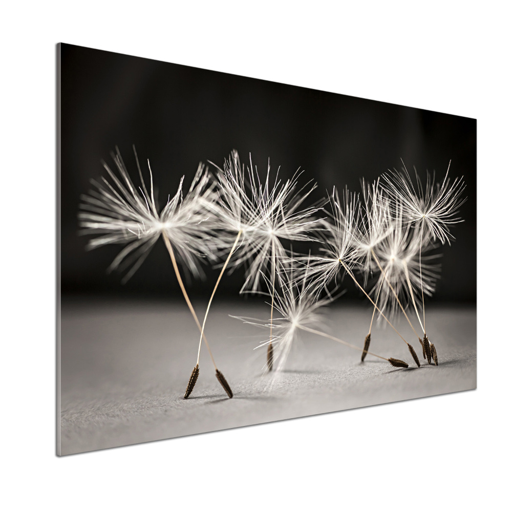 Cooker splashback Dandelion seeds