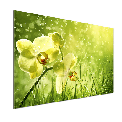 Cooker splashback Orchid