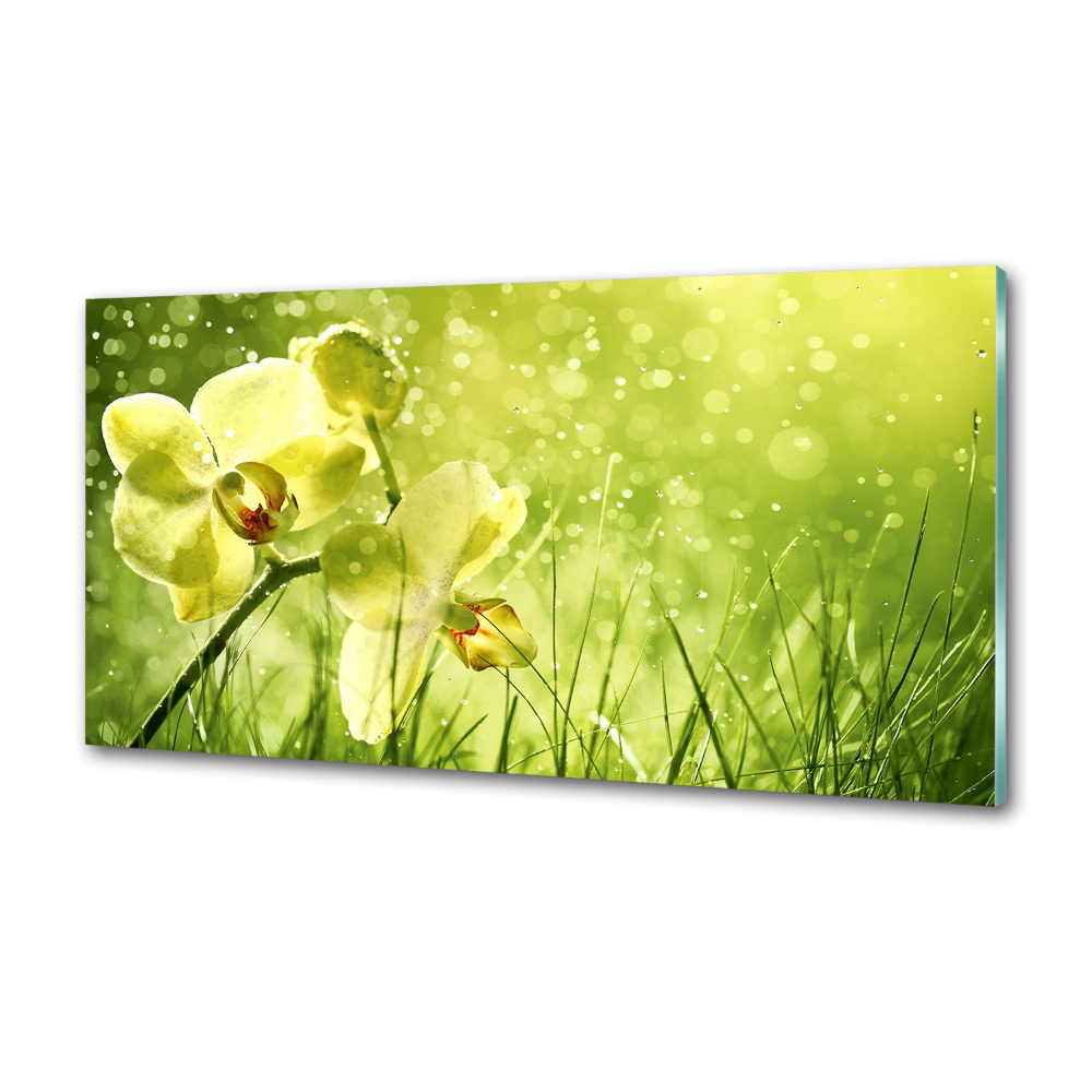 Cooker splashback Orchid