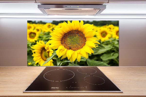 Cooker splashback Sunflower field