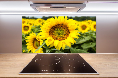 Cooker splashback Sunflower field