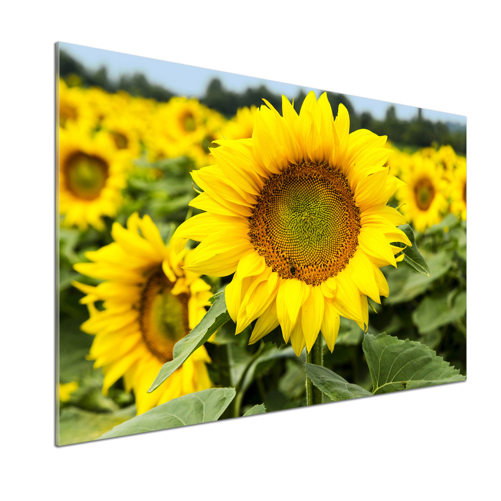 Cooker splashback Sunflower field