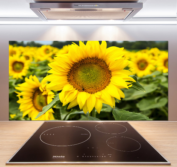 Cooker splashback Sunflower field