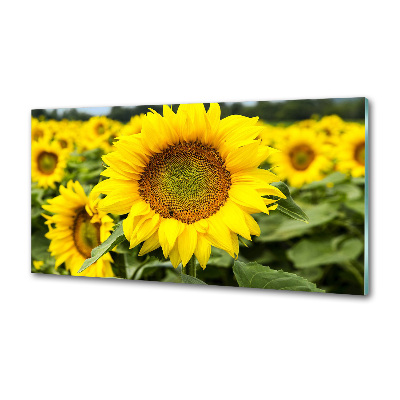 Cooker splashback Sunflower field