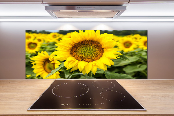 Cooker splashback Sunflower field