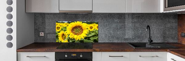 Cooker splashback Sunflower field