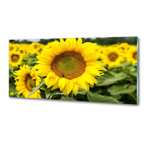 Cooker splashback Sunflower field