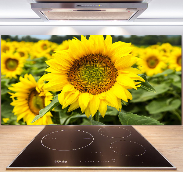 Cooker splashback Sunflower field