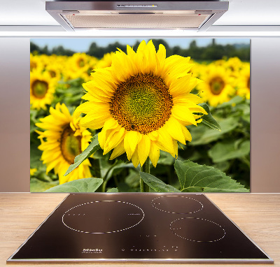 Cooker splashback Sunflower field