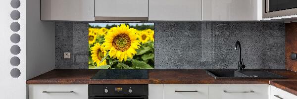 Cooker splashback Sunflower field