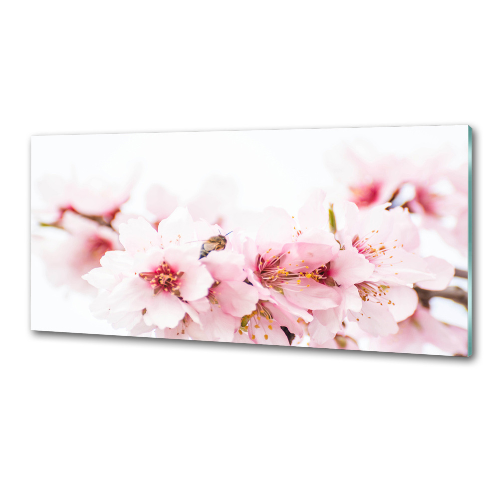 Cooker splashback Cherry blossoms