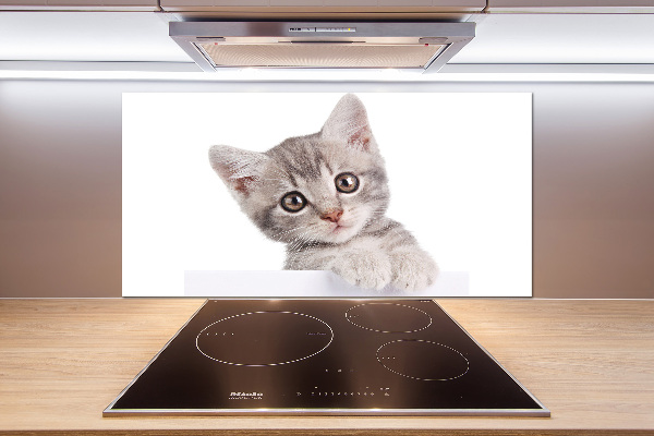 Cooker splashback Gray cat