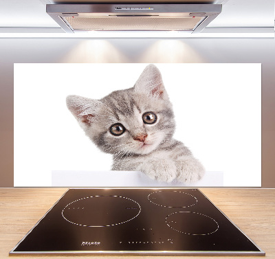 Cooker splashback Gray cat