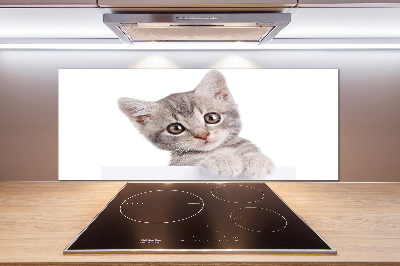 Cooker splashback Gray cat