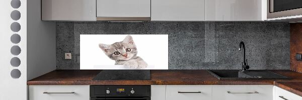 Cooker splashback Gray cat