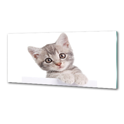 Cooker splashback Gray cat