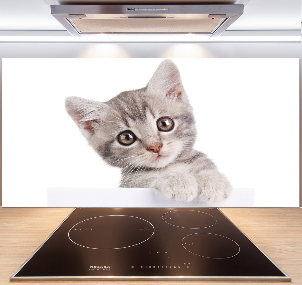 Cooker splashback Gray cat